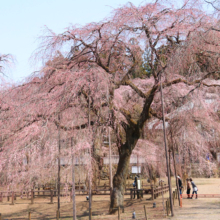 清雲寺のしだれ桜の画像