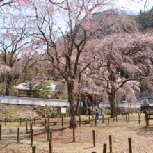 清雲寺のしだれ桜の画像