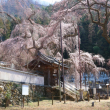 清雲寺のしだれ桜の画像