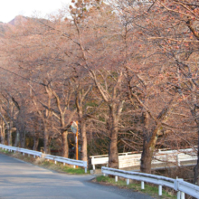 井戸桜並木の画像