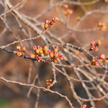 井戸桜並木の画像