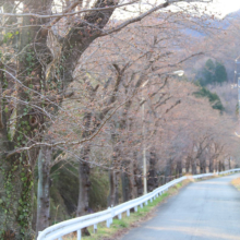 井戸桜並木の画像