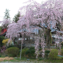 法善寺しだれ桜の画像