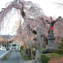 法善寺しだれ桜の画像