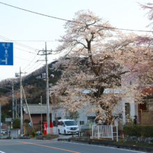 法善寺しだれ桜の画像