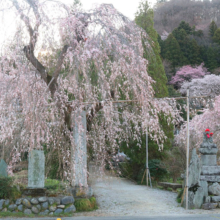 法善寺しだれ桜の画像