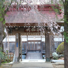 法善寺しだれ桜の画像