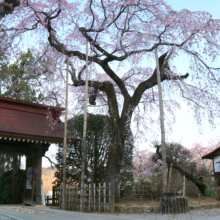 法善寺しだれ桜の画像