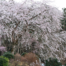 法善寺しだれ桜の画像