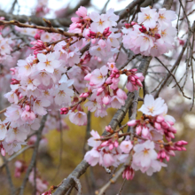 法善寺しだれ桜の画像