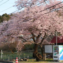 大手桜の画像