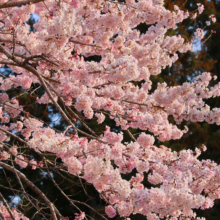 大手桜の画像