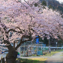 大手桜の画像