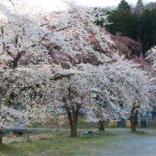 岩田桜の画像