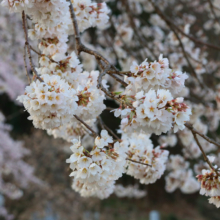 岩田桜の画像