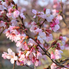 岩田桜の画像