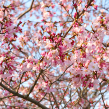 岩田桜の画像