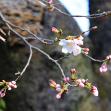 長瀞北桜通りの画像