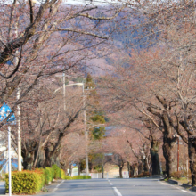 長瀞北桜通りの画像