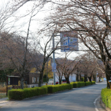 長瀞北桜通りの画像