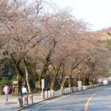 宝登山参道桜並木の画像