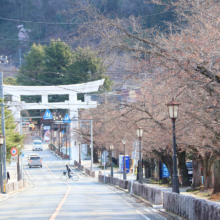 宝登山参道桜並木の画像