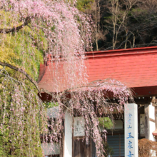 寶登山神社しだれ桜の画像