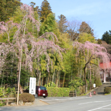 寶登山神社しだれ桜の画像