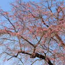 寶登山神社しだれ桜の画像