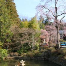 寶登山神社しだれ桜の画像