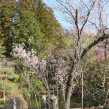 寶登山神社伊奈桜の画像