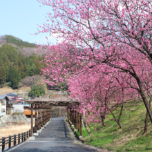 吉田元気村花桃の画像