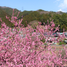 吉田元気村花桃の画像