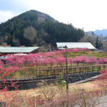 吉田元気村花桃の画像