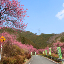 吉田元気村花桃の画像