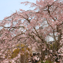 法善寺のしだれ桜