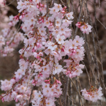 法善寺のしだれ桜