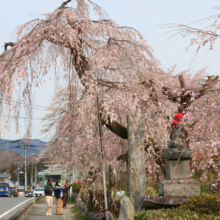 法善寺のしだれ桜