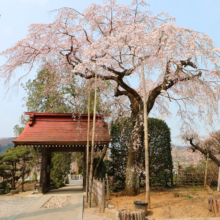 法善寺のしだれ桜