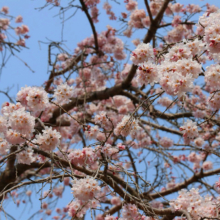 法善寺のしだれ桜