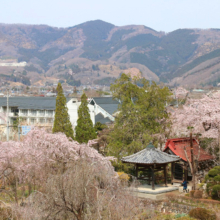 法善寺のしだれ桜