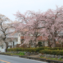 法善寺のしだれ桜の画像