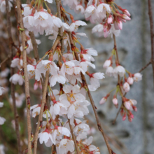 法善寺のしだれ桜の画像