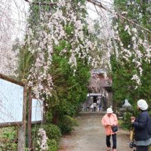 法善寺のしだれ桜の画像