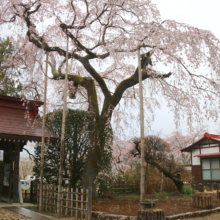 法善寺のしだれ桜の画像