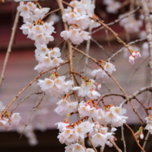 法善寺のしだれ桜の画像