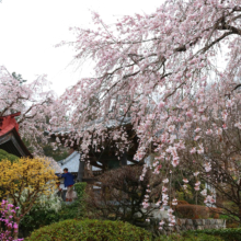 法善寺のしだれ桜の画像