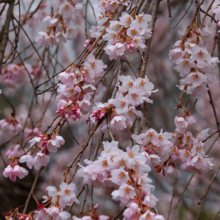 法善寺のしだれ桜の画像