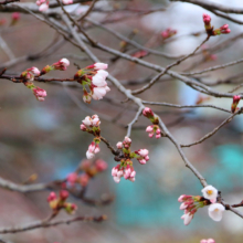 井戸桜並木の画像