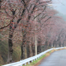 井戸桜並木の画像